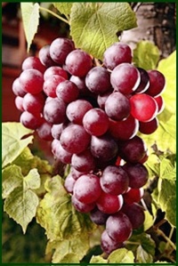 10 grapes