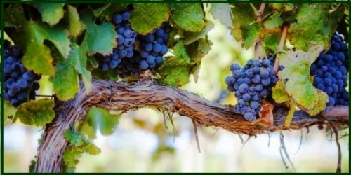 11 grape-vine