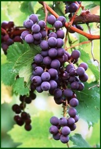 2 grape vine