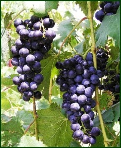 23 grapes