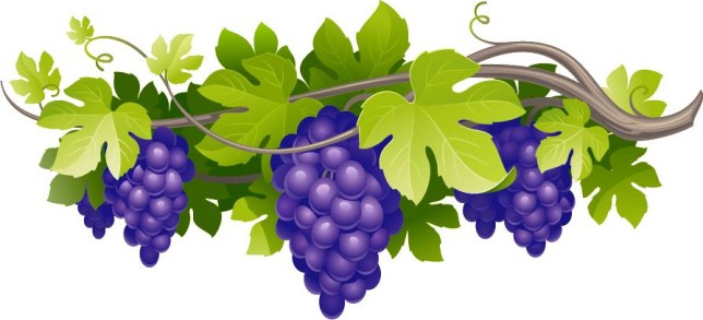 25 grape vine border