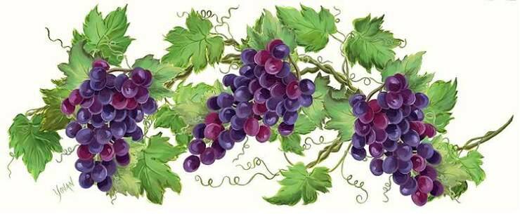 4 grapevine