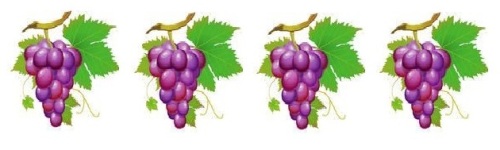 6 grape vine border