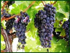 7 grape vine