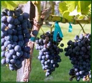 9 grape vine